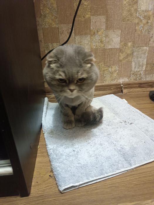 Отдам кота в хорошие руки и к добрым людям