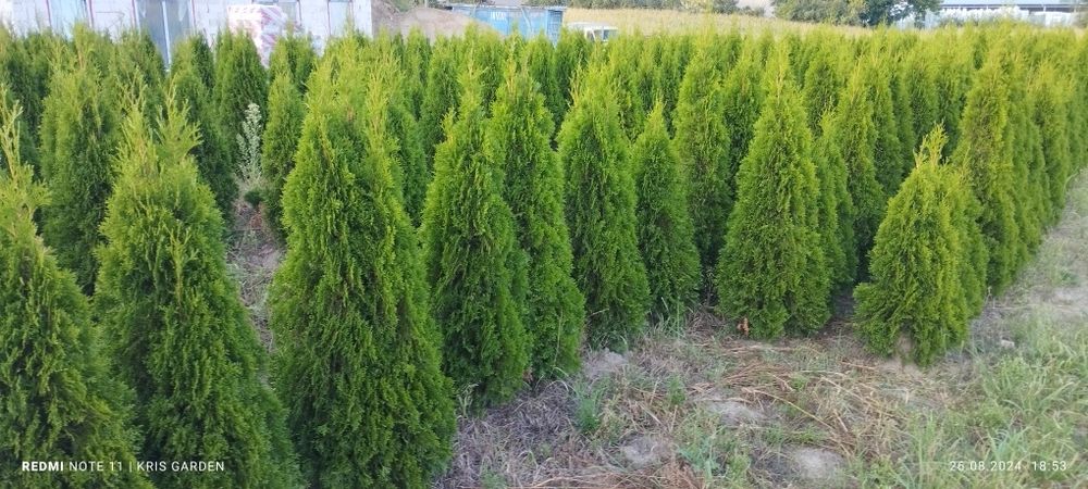 Tuja szmaragd  160-180 cm