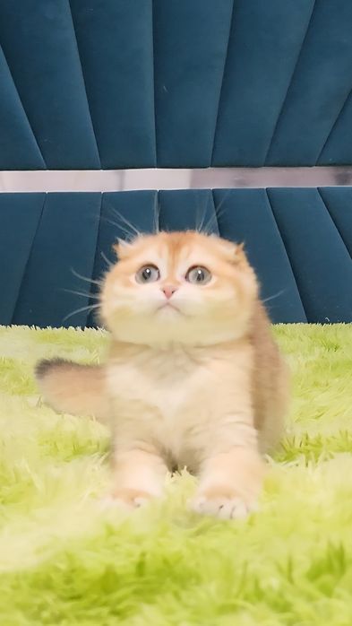 Шотландський хлопчик золота шиншила