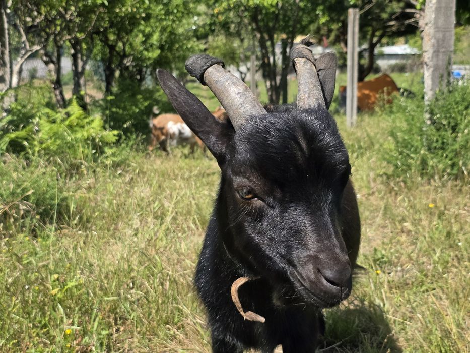 Cabrito anão muito dócil