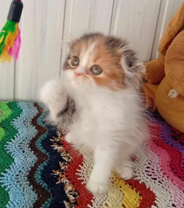 Неймовірно гарна дівчинка.  Кошенята. Котёнок