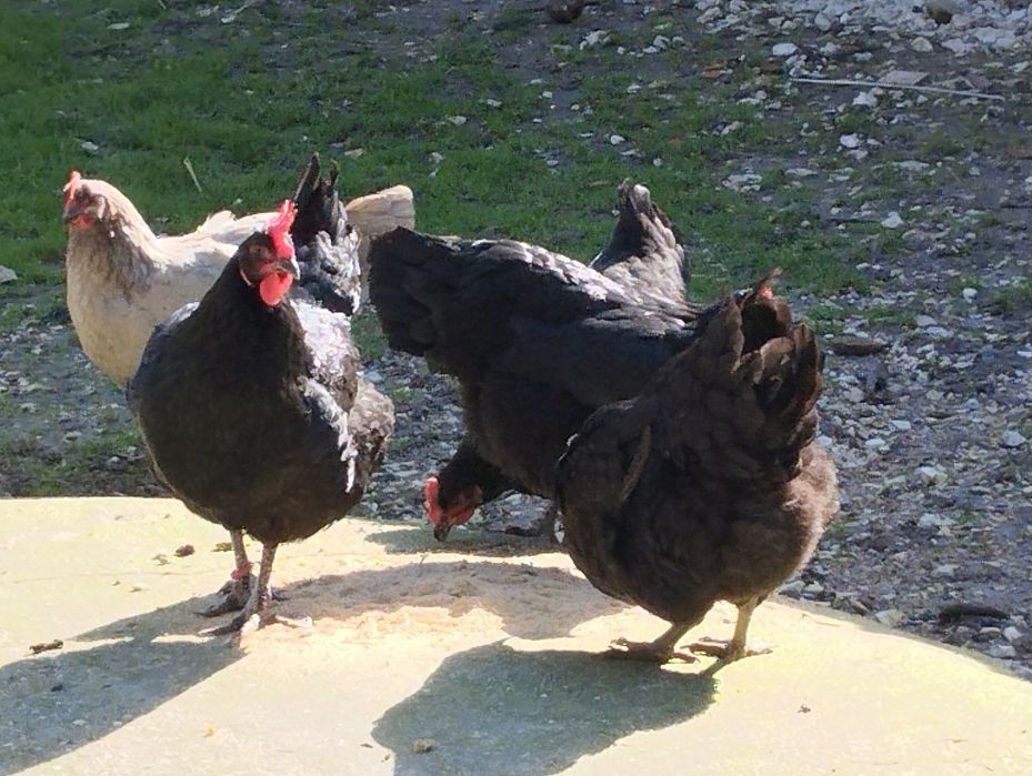 Jersey Gigante Negro Ovos Férteis