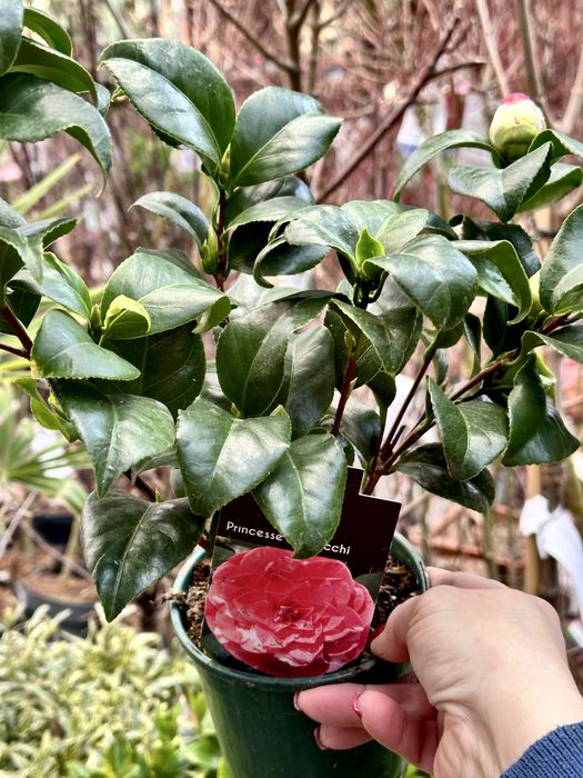 Камеліі в асортименті. Доставка по Україні.