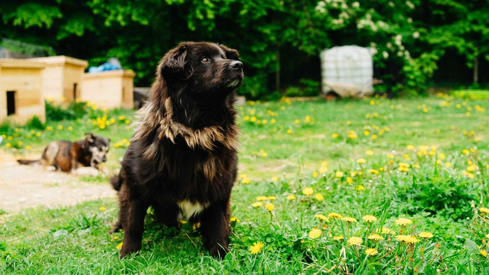 Baks szuka domu, pies