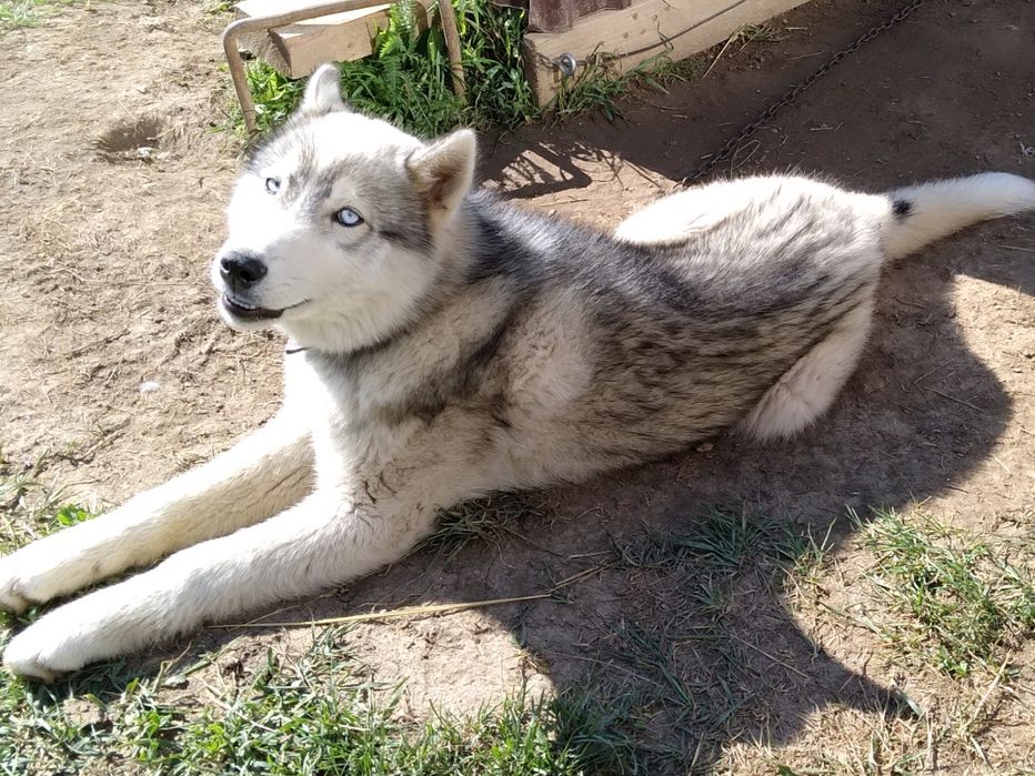 Вязка метис лайка з хаскі