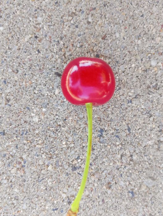 czereśnia na sprzedasz