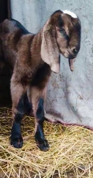 Англонубійски козлики 98