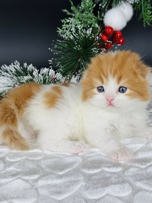 Шотландський хлопчик фолд.