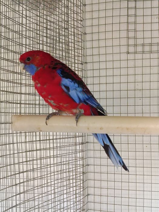 Papagaio Senegal, Meyeri, Rosela, Pyrrhuras