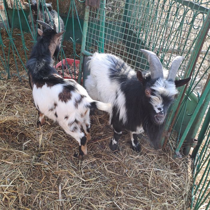 Sprzedam dwie kozy i dwa koziłki