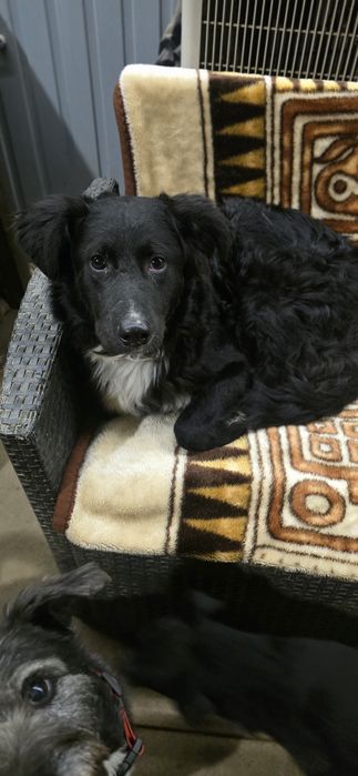 Młodziutki samiec do adopcji