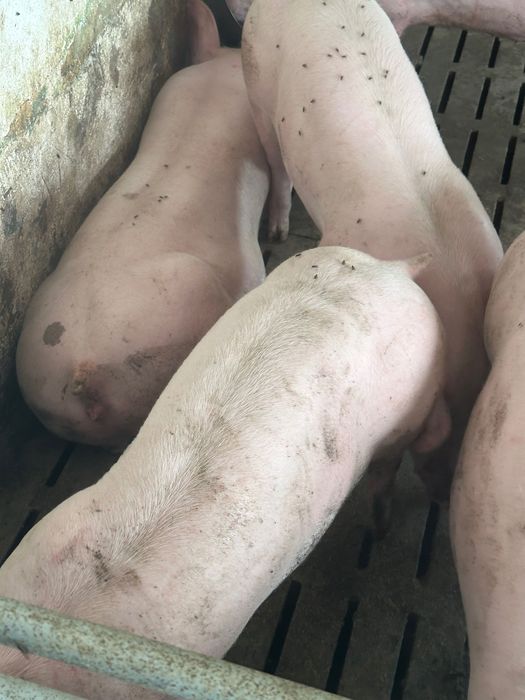 Свині живою вагою