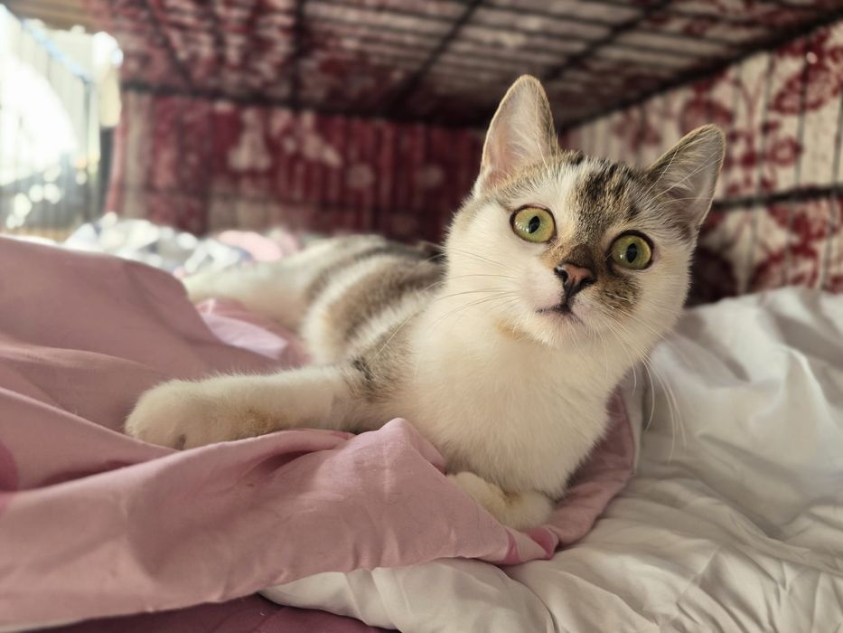 Piękne kociaki szukają domów