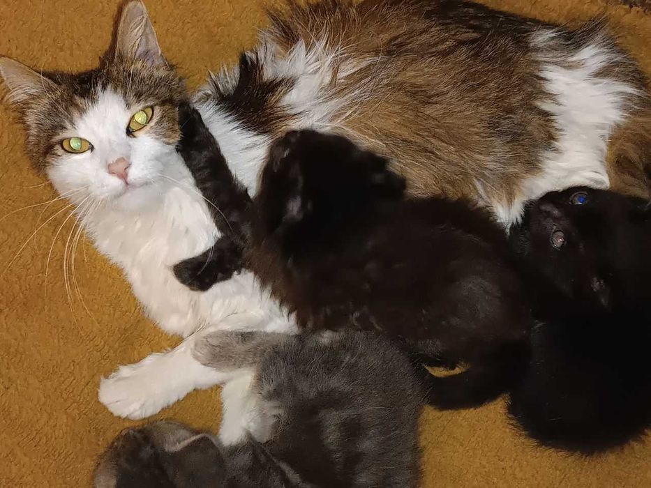 Віддамо котиків в добрі руки.
