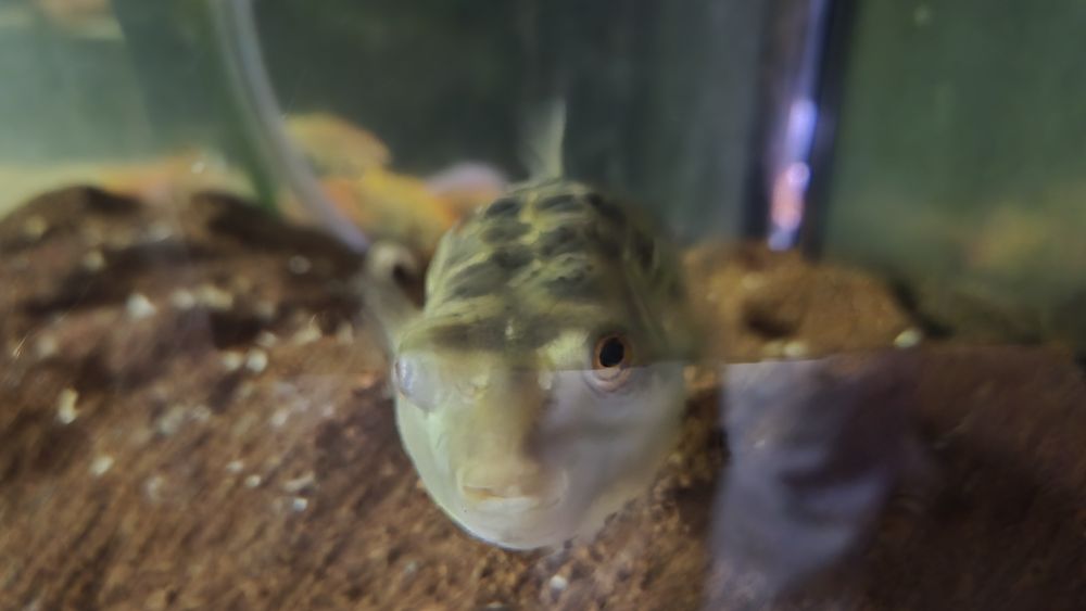 Tetradon fahaka +15cm