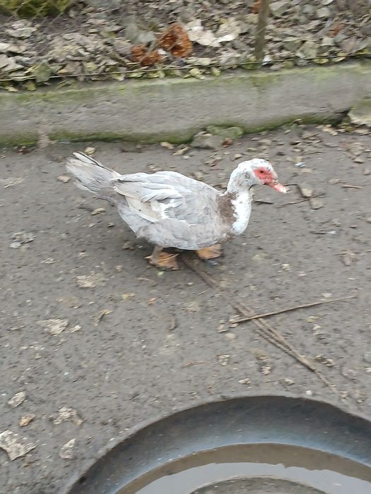 Sprzedam lub zamienię