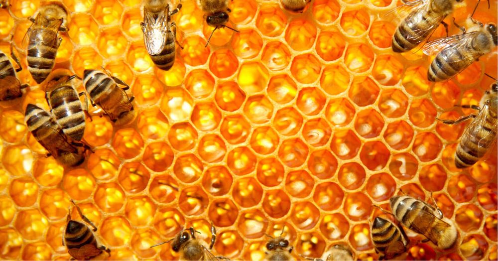 Продам гречишный мёд разнотравье с лесной пасеки, соты медовые мед