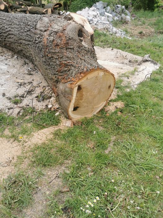 Kłoda dębowa duża