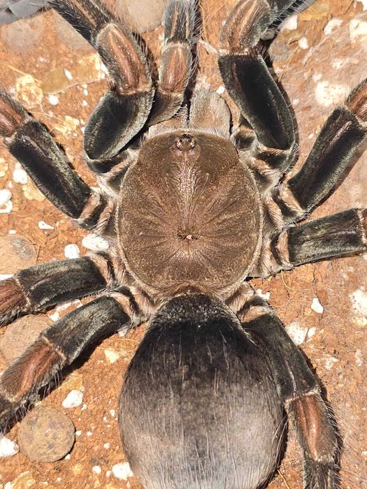 Pamphobeteus sp. magnanegra .