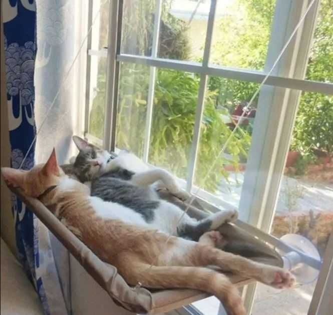 Лежанка для кота оконная/Лежак для кошки на окно/Лежанка на вікно