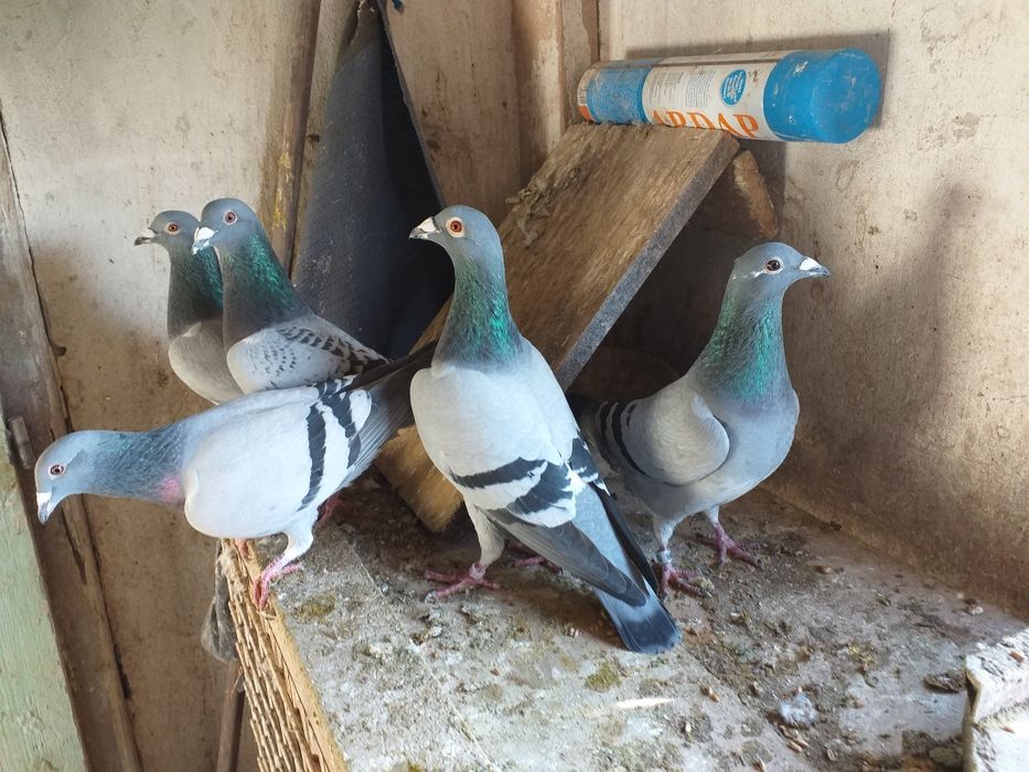 Gołębie pocztowe z kartami