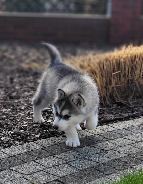 Siberian Husky piesk