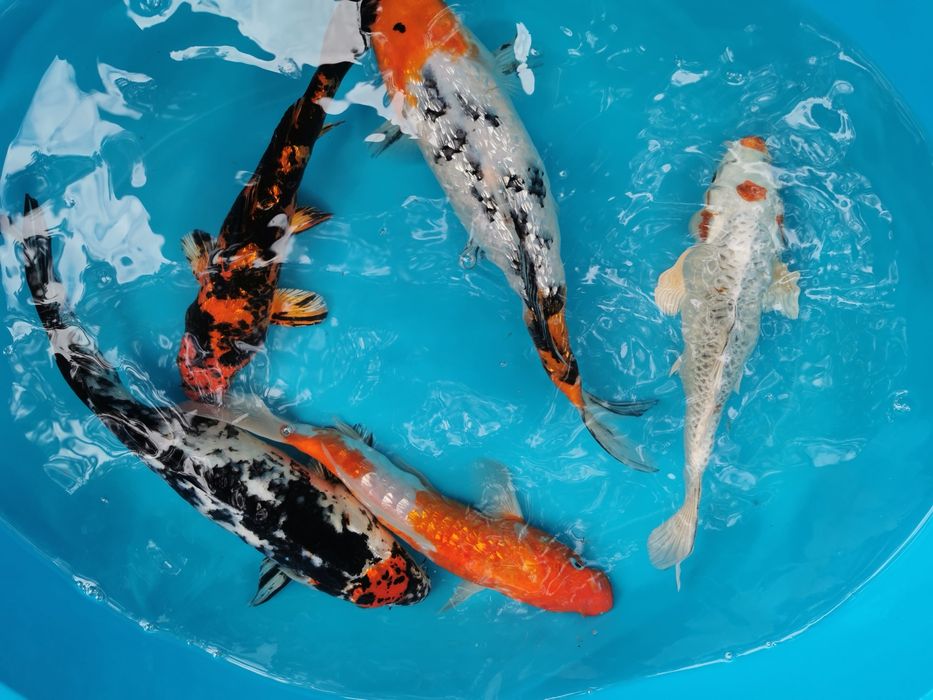 Короп коі Україна, великі коропи кої, koiukraina, kohaku, koipond