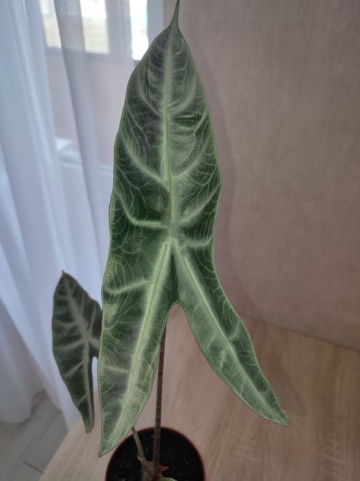 Алоказия Longiloba Silver, Лонгилоба Сильвер.