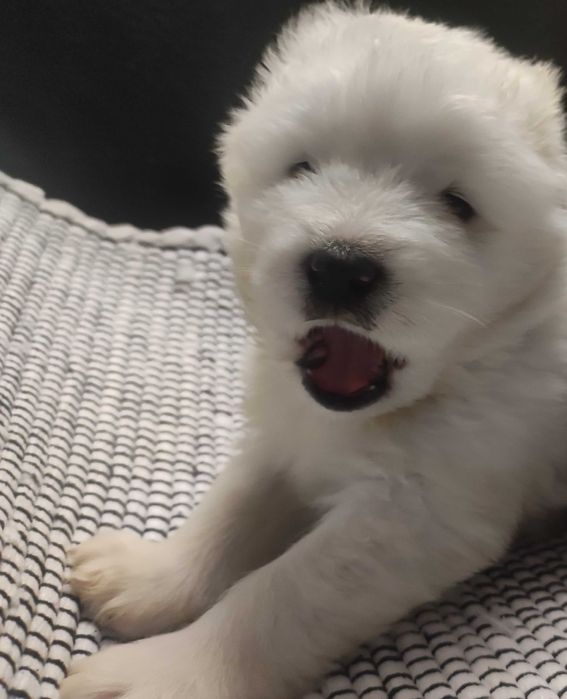 Samoyed FCI/ZKwP badania, śnieżnobiały