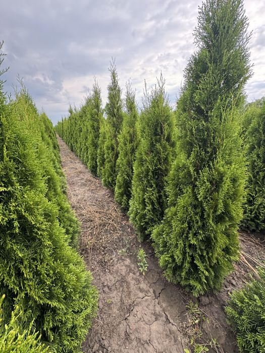 Продам тую Смарагд Супер!