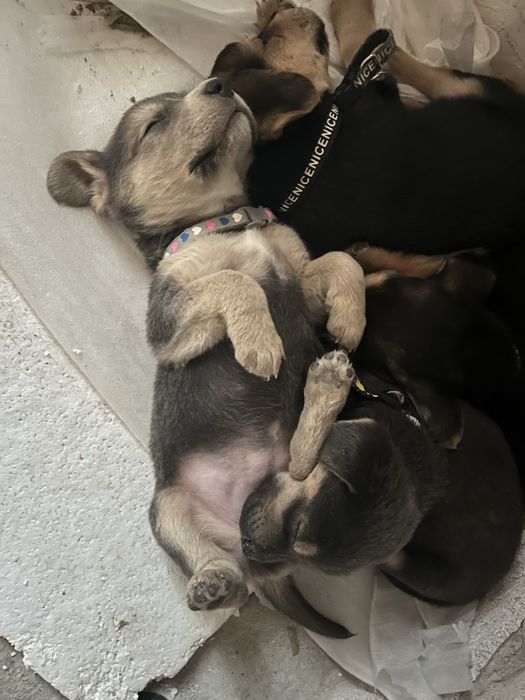 Цуценята дівчатка