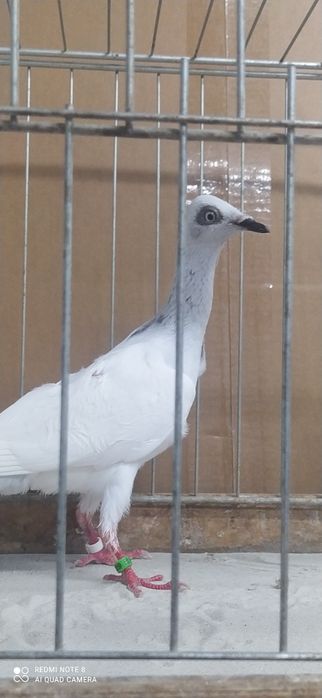 Srebrniak Srebrniaki Samica