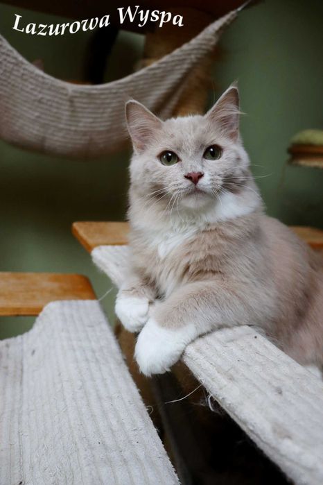 Ragdoll Cherubim Unikatowy fawn