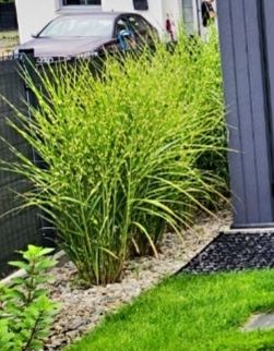 Trawa ozdobna Miscant Strictus