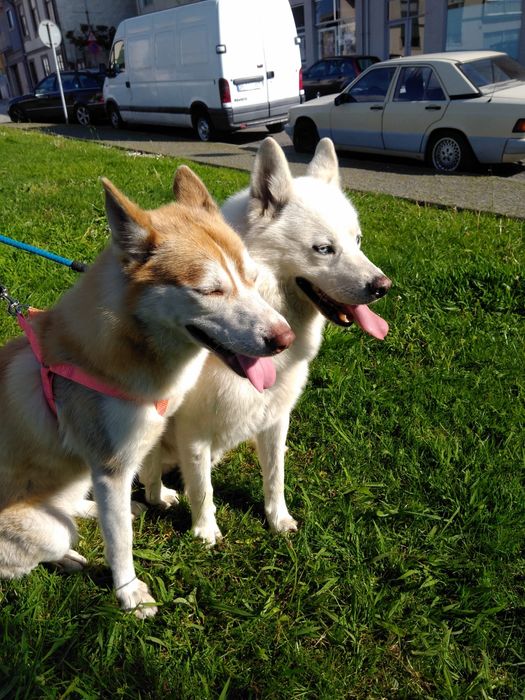 Husky siberiano c/ lop pedigree c.pc