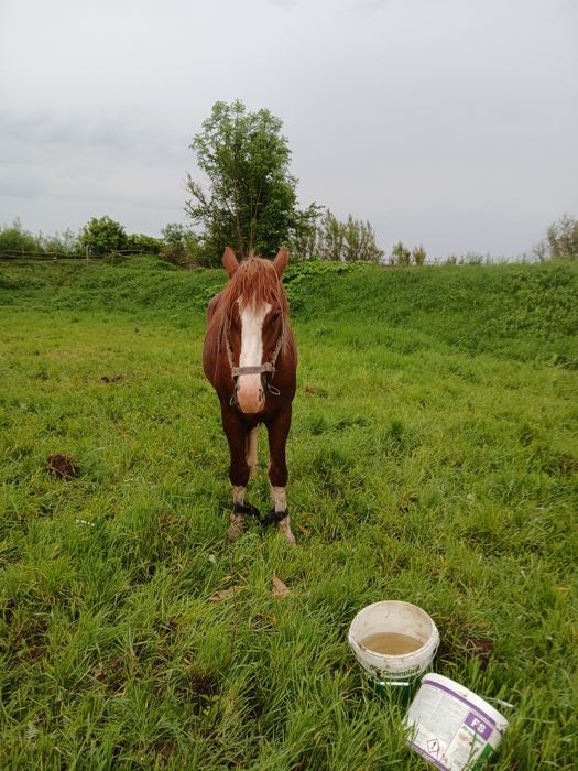 Продам жеребця 3,5 років