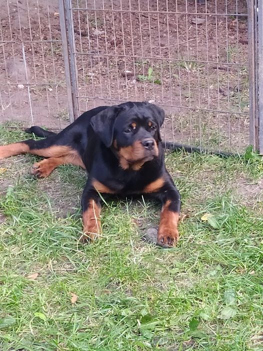 Odchowane  suczka rottweiler FCI