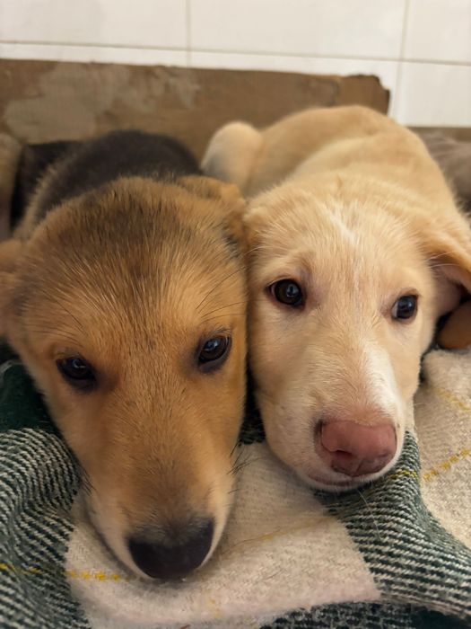 Bebés para adoção responsável