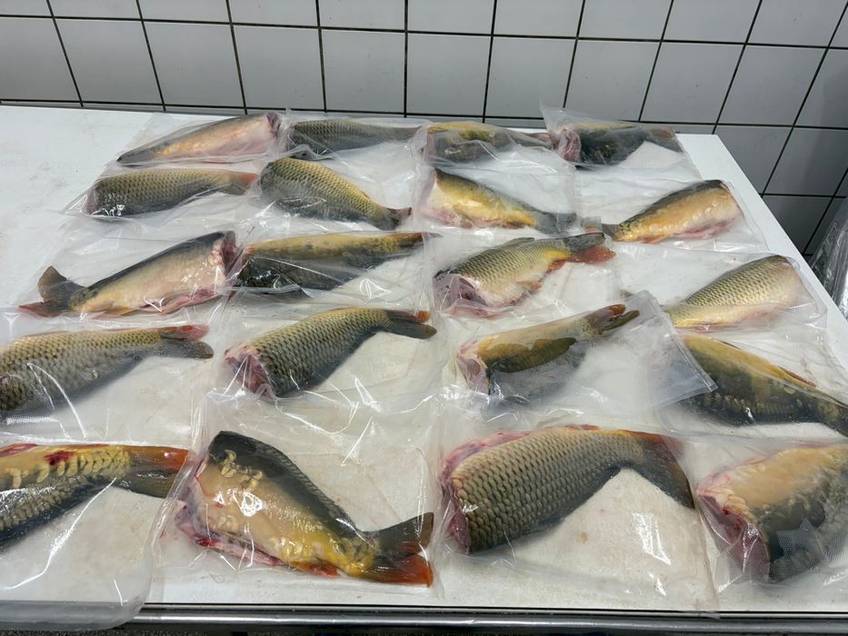 KARP / KARPIE Tusza z karpia - gotowa na handel ryba