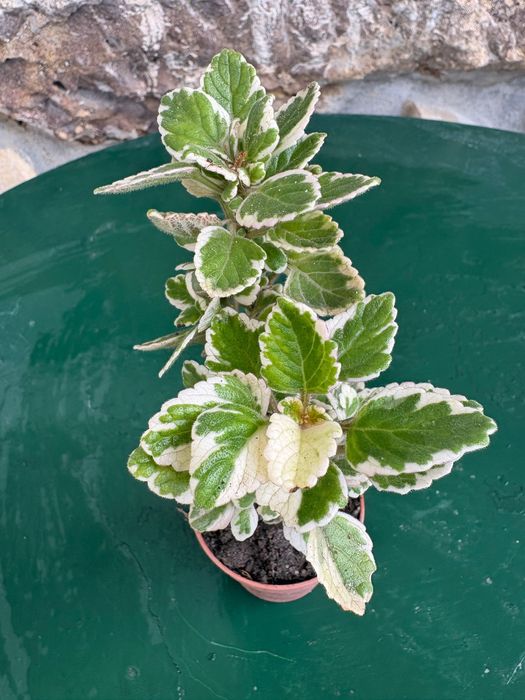 Suculentas Aptenia cordifolia (rosinha- do-sol; Graptopetalum Paraguayense;Sedeveria Letizia; Crassula Money Maker ; Planta- do -ouro etc- preço 0,50€