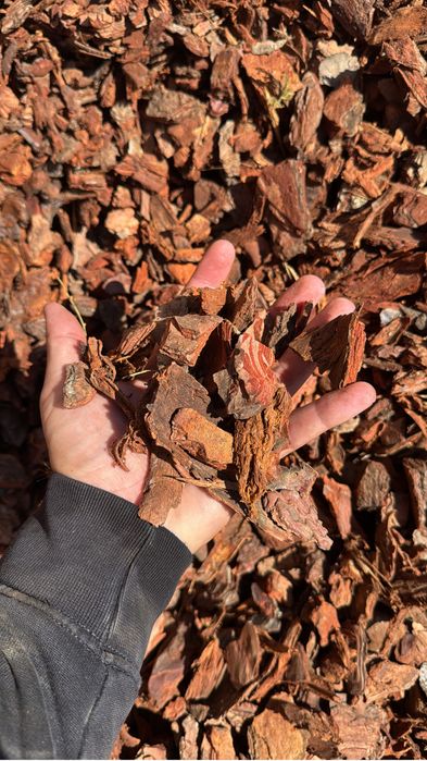 Casca de pinho decorstiva