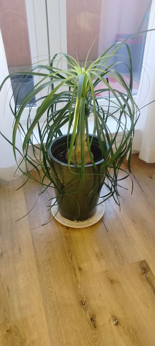 Nolina płożąca / palma