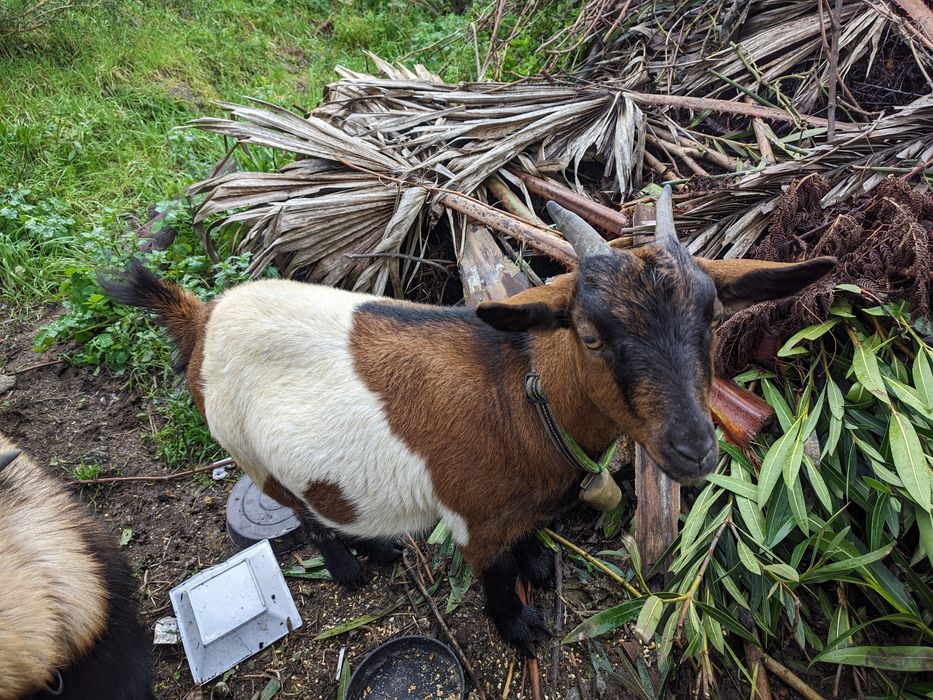 Vendo 4 cabras anãs muito meigas