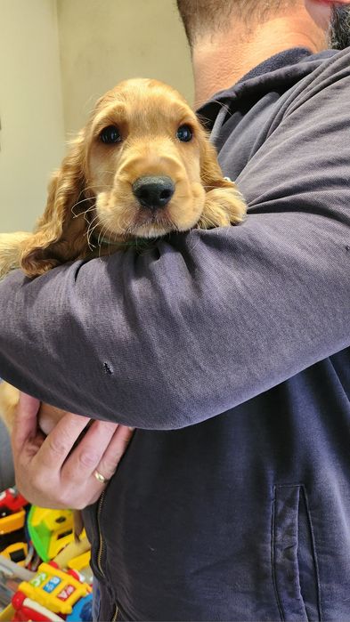 Ostatni śliczny szczeniak piesek Cocker Spaniel angielski