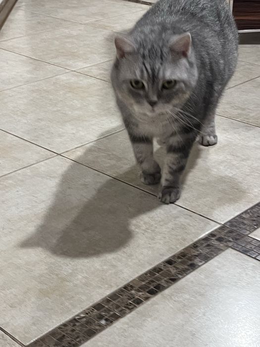 Віддам кота в добрі руки