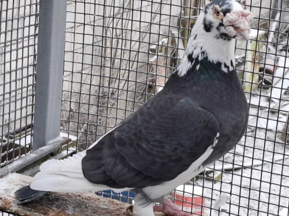 gołębie     staropolskie