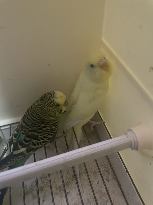 Casal de periquitos