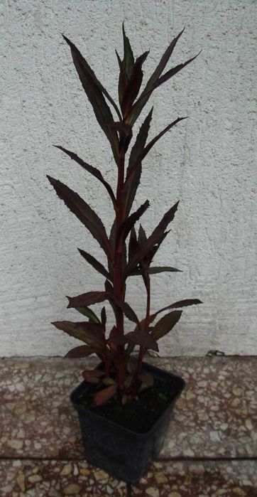 LOBELIA LŚNIĄCA Queen Victoria - sadzonki w doniczkach