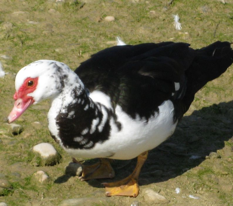 Patos mudos 7.50€