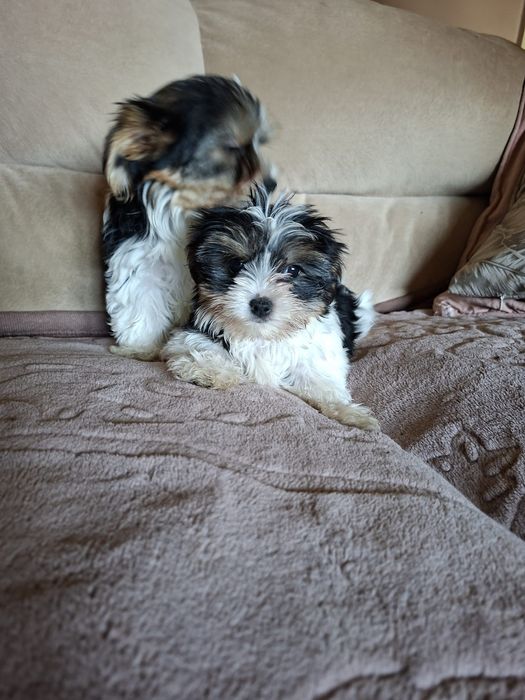 Yorkshire Terrier brewier dziewczynka